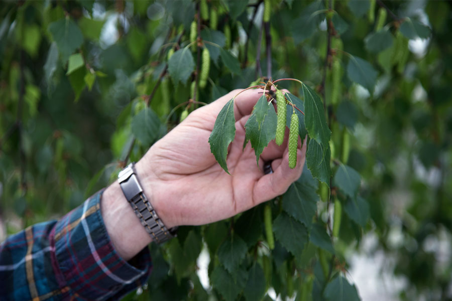 Lähikuva kädestä joka pitelee yhtä koivun vihreää oksaa jossa kasvaa lehtiä ja siemeniä