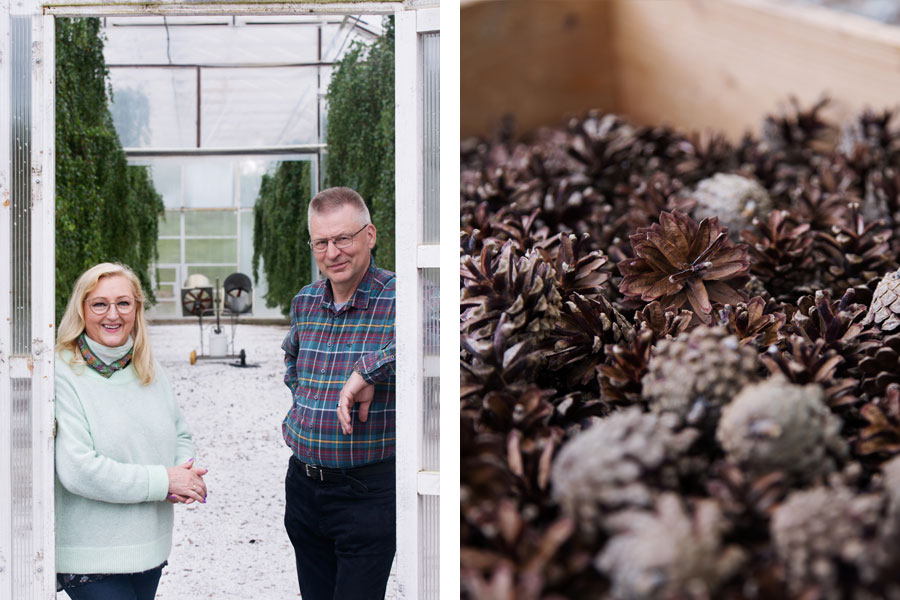 Kahtia jaettu kuva jossa vasemmalla vanhempi mies ja nainen yhteiskuvassa ja oikealla lähikuva männynkävyistä.