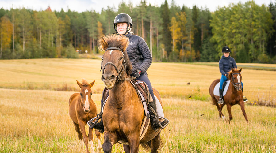 Varsa sekä kaksi ratsastajaa hevosillaan syksyisellä pellolla