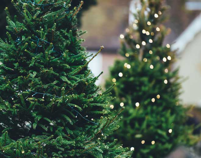 Lähikuva joulukuusista joissa lostavat jouluvalot
