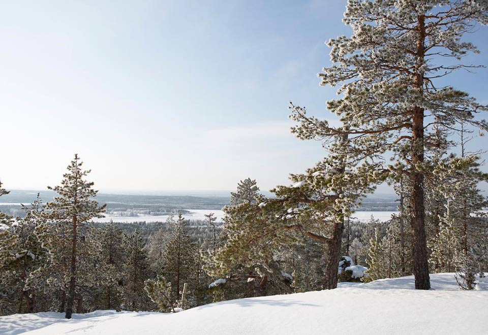 Kuvituskuva: talvinen metsä