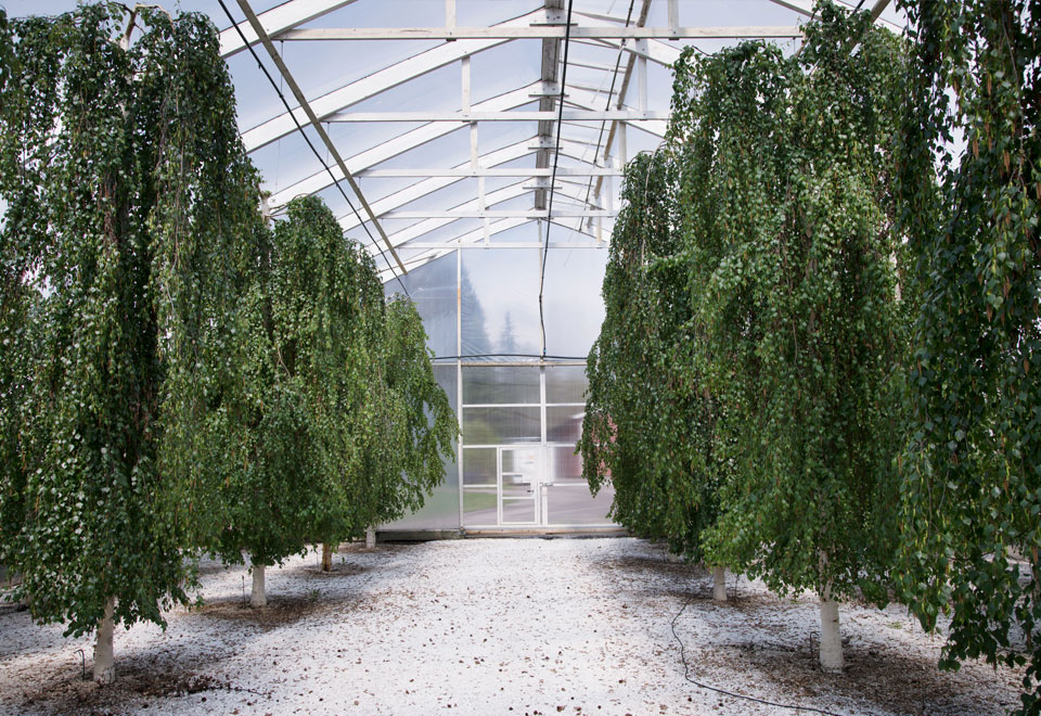 Fossiilivapaan sähkön avulla metsäbiotaloutta kehittävä Tapio jalostaa siemeniä, joilla uudistetaan vuosittain yli 50 000 hehtaaria metsää