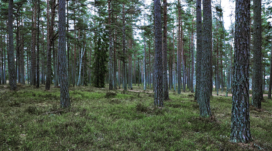 Sammaleinen mäntymetsä