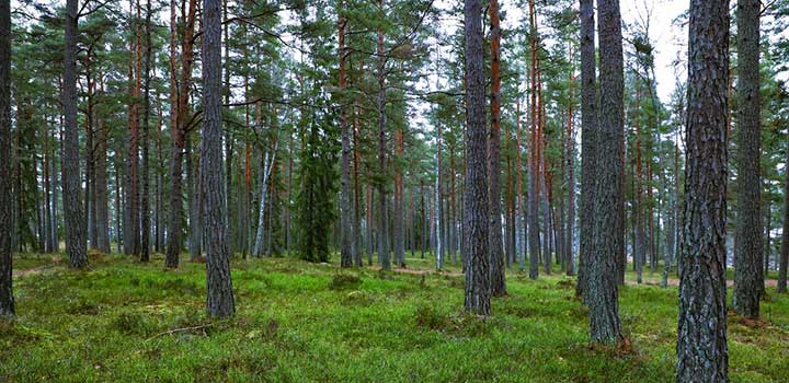 pine-forest-720x350.jpg