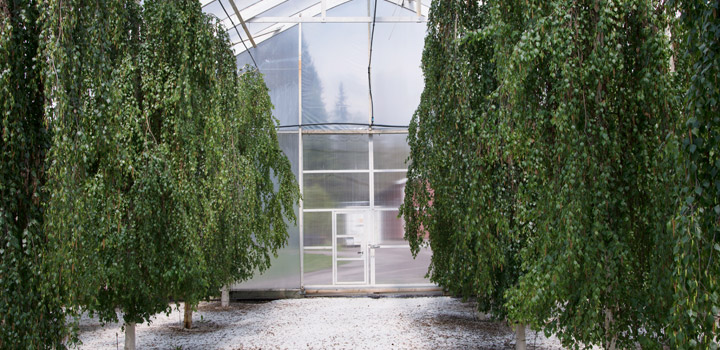 kasvihuone-ja-puut_720x350.jpg
