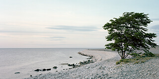 Rantamaisema, jossa on puu ja auringonlasku.