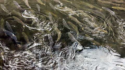 Vapaaehtoistoimintamme