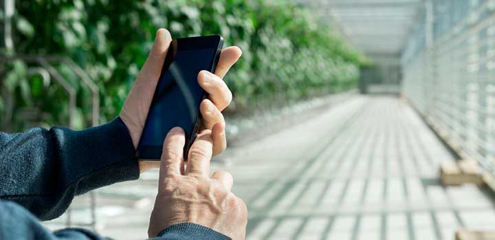 Lähikuva kännykkää pitelevistä käsistä, taustalla kasvihuone