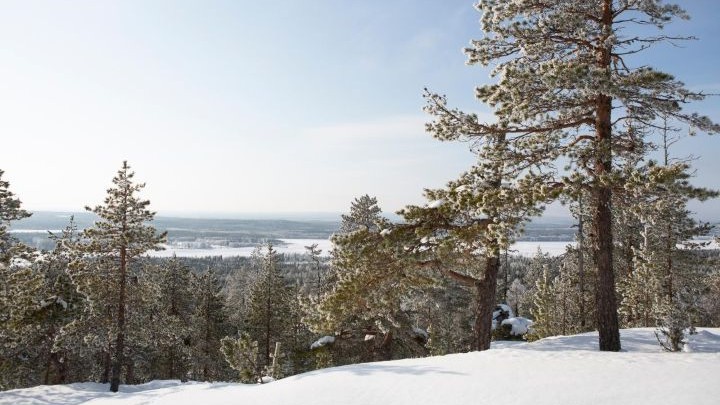 Kuva: talvinen metsämaisena